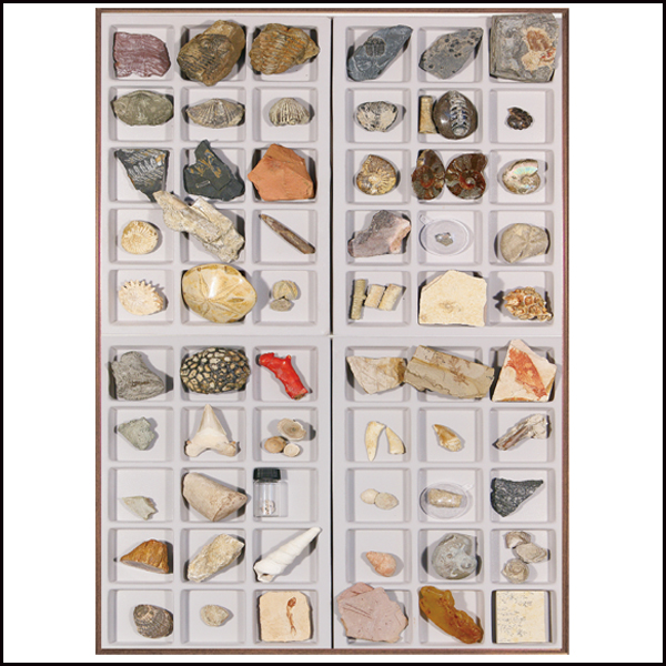 연구용 화석 (60종)